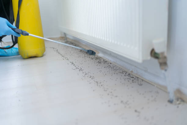 Best Termite Control Services  in Wading River, NY
